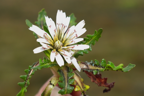 Image of Mediterranean Mathangi (Hypochaeris taraxacoides) by (c) Paúl Gonzáles, some rights reserved (CC BY)