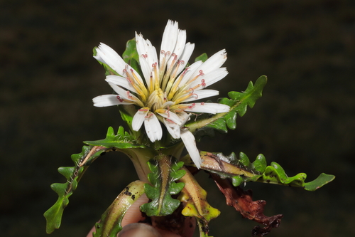 Image of Hypochaeris taraxacoides by (c) Paúl Gonzáles, some rights reserved (CC BY)
