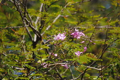Tanaecium dichotomum