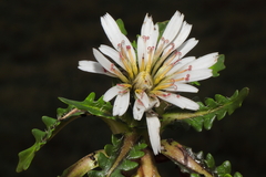 Hypochaeris taraxacoides