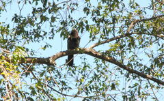 Cyanocorax cyanomelas