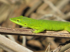 Anolis smaragdinus