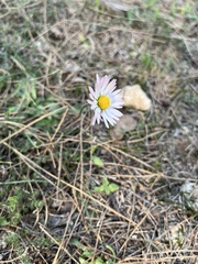 Bellis sylvestris