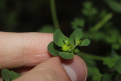 Euphorbia helioscopia