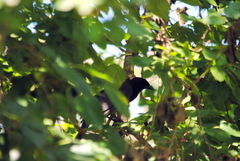 Cyanocorax cyanomelas