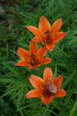 Lilium pensylvanicum