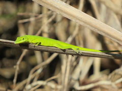 Anolis smaragdinus