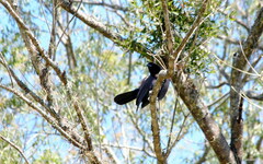 Cyanocorax cyanomelas