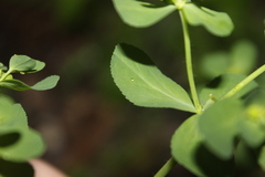Euphorbia helioscopia