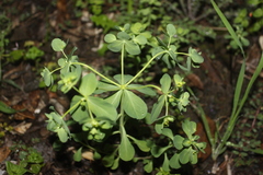 Euphorbia helioscopia
