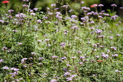 Glandularia tenera