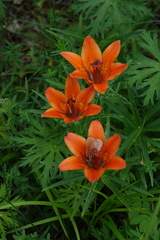 Lilium pensylvanicum