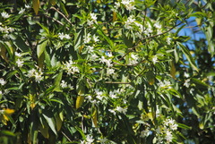 Tabernaemontana catharinensis