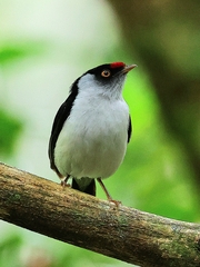 Ilicura militaris