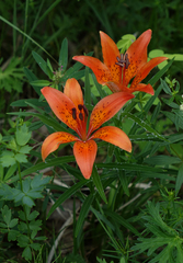 Lilium pensylvanicum