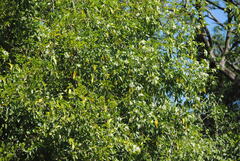 Tabernaemontana catharinensis