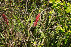 Aechmea distichantha