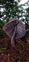 Mycena holoporphyra