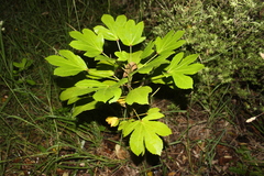 Pseudopanax crassifolius × lessonii