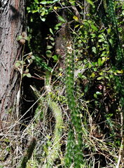 Praecereus euchlorus