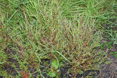 Epilobium billardiereanum