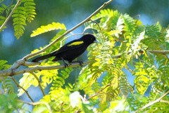 Cacicus chrysopterus