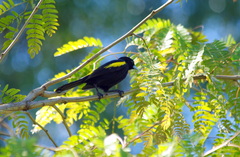 Cacicus chrysopterus