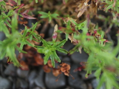 Epilobium billardiereanum