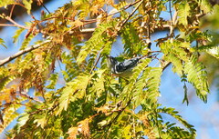 Conirostrum speciosum