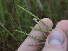 Epilobium billardiereanum