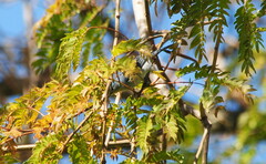 Conirostrum speciosum
