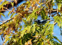 Conirostrum speciosum