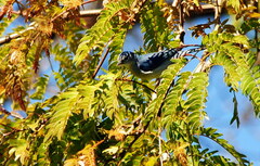 Conirostrum speciosum