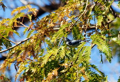 Conirostrum speciosum