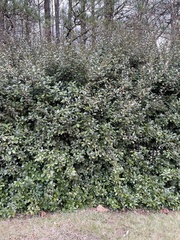 Berberis thunbergii