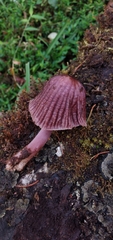 Mycena holoporphyra