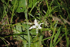 Jaborosa integrifolia