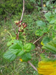 Image of Ribes costaricensis