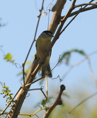 Pachyramphus viridis