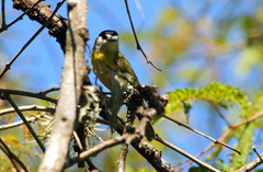 Pachyramphus viridis