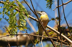 Pachyramphus viridis