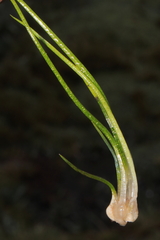 Isoetes parvula