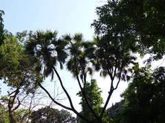 Hyphaene thebaica
