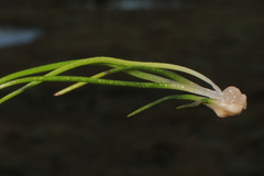Isoetes parvula
