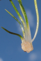 Isoetes parvula