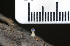 Mycena subcyanocephala