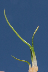 Isoetes parvula