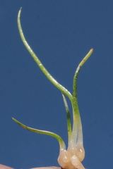 Isoetes parvula