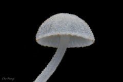 Mycena subcyanocephala