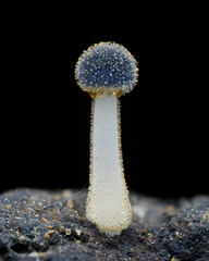 Mycena subcyanocephala